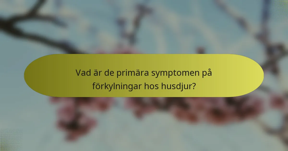 Vad är de primära symptomen på förkylningar hos husdjur?